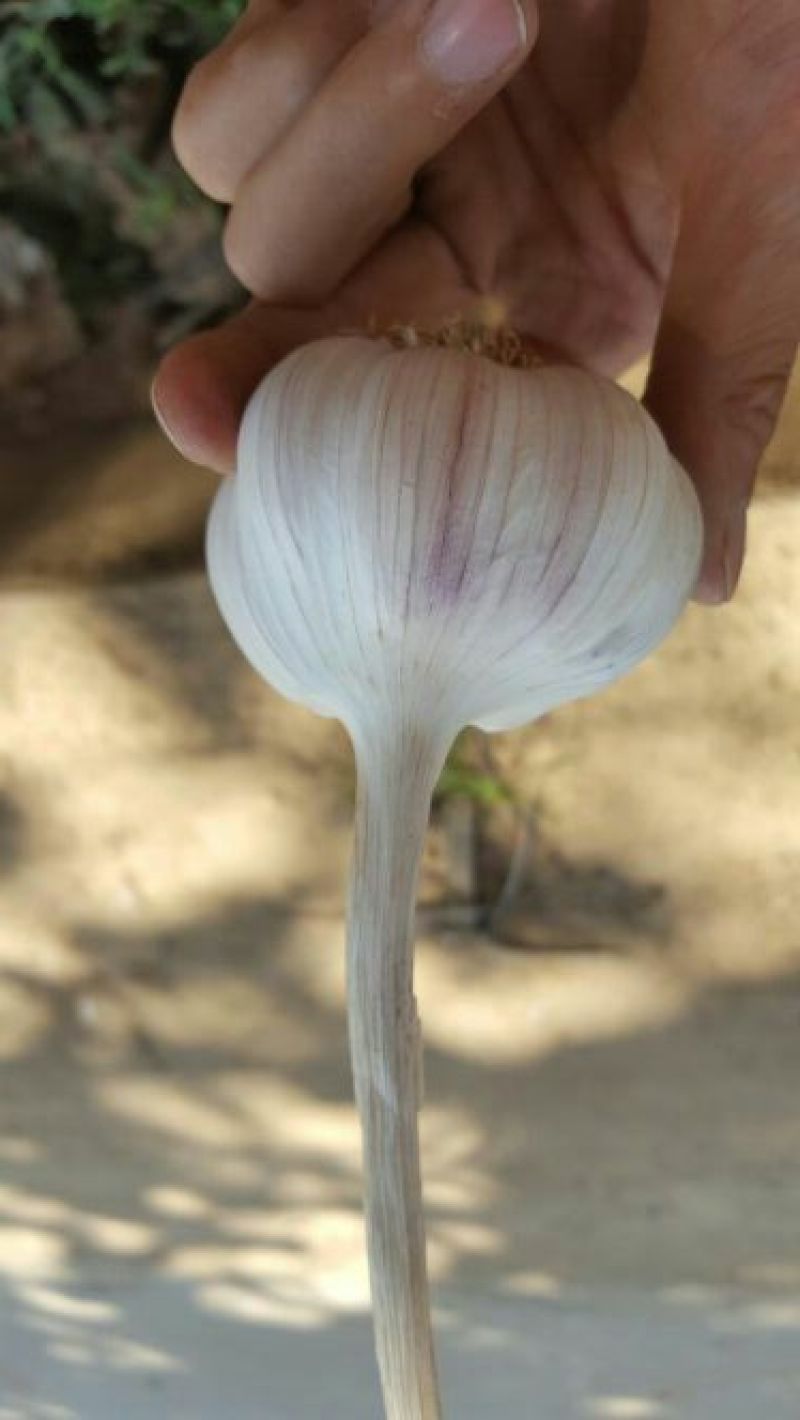 紫皮蒜混级统货干蒜