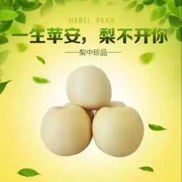 皇冠梨