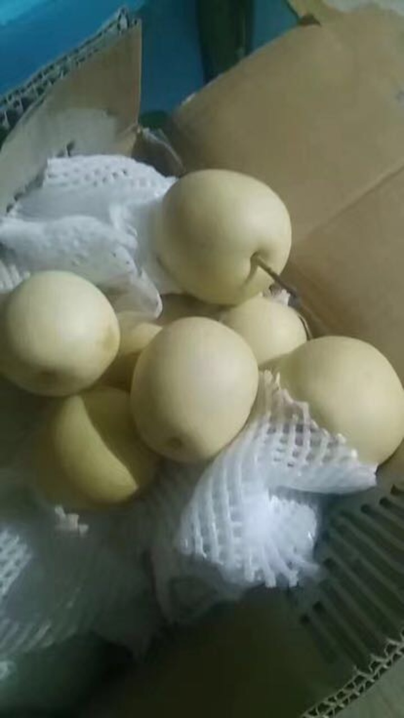 皇冠梨
