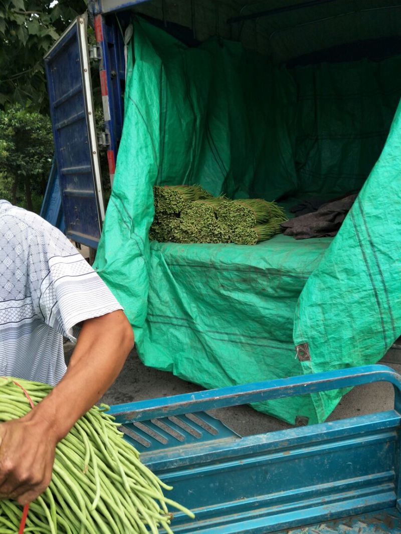 青条豆角大量上市60厘米以上颜色好欢迎咨询采购