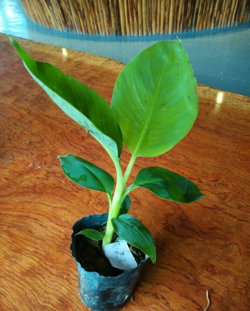 香蕉苗安南蕉/粉蕉