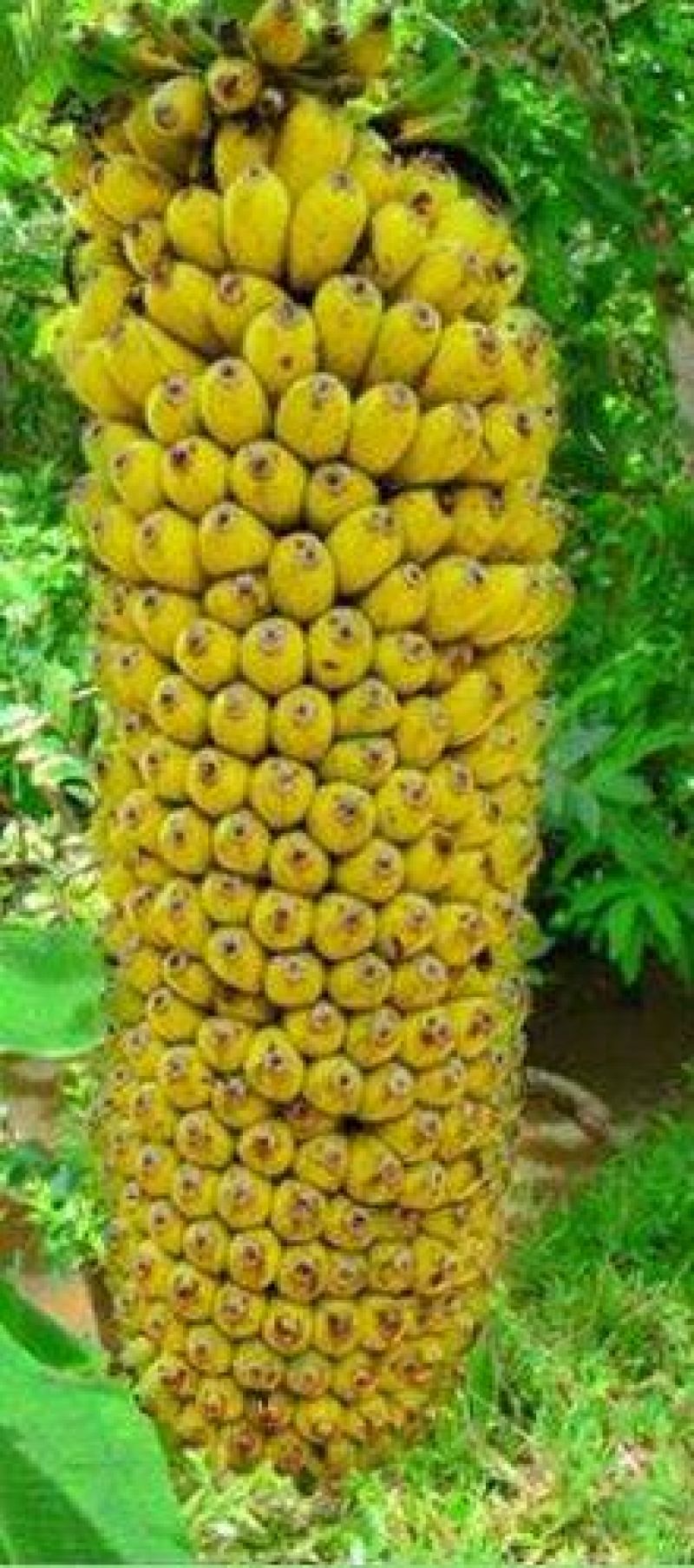 香蕉苗安南蕉/粉蕉