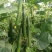 密刺黄瓜/刺黄瓜/干花带刺/25公分以上丨精品河北黄瓜