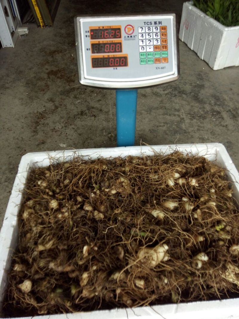 紫花三叉白芨块茎苗，基地供应芽头多产量高