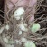 紫花三叉白芨块茎苗，基地供应芽头多产量高