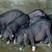 沂蒙黑猪回报率高，厂家包技术指导，死猪病猪包赔，全国发货