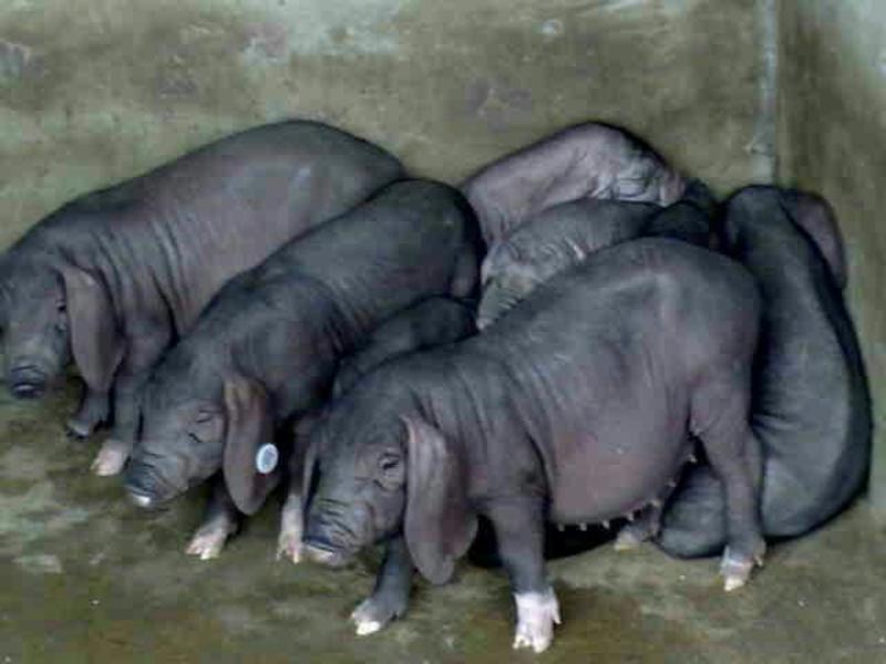 沂蒙黑猪回报率高，厂家包技术指导，死猪病猪包赔，全国发货
