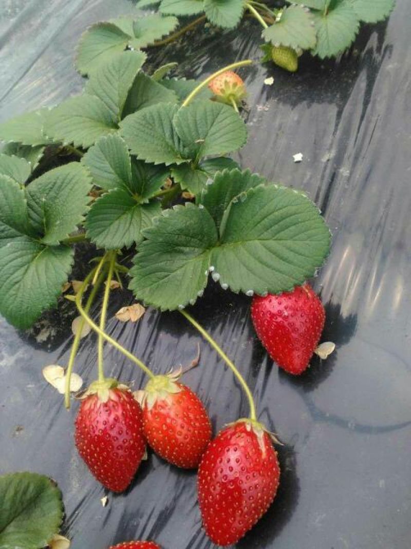 草莓苗大棚种植专用