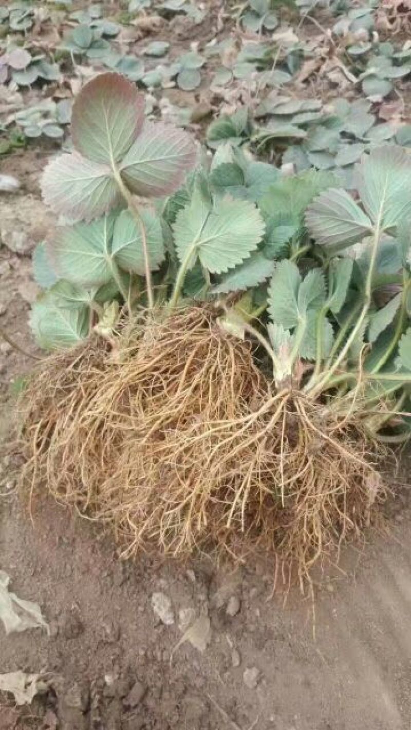 草莓苗大棚种植专用