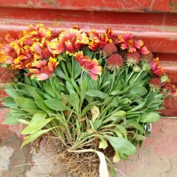 菊花苗