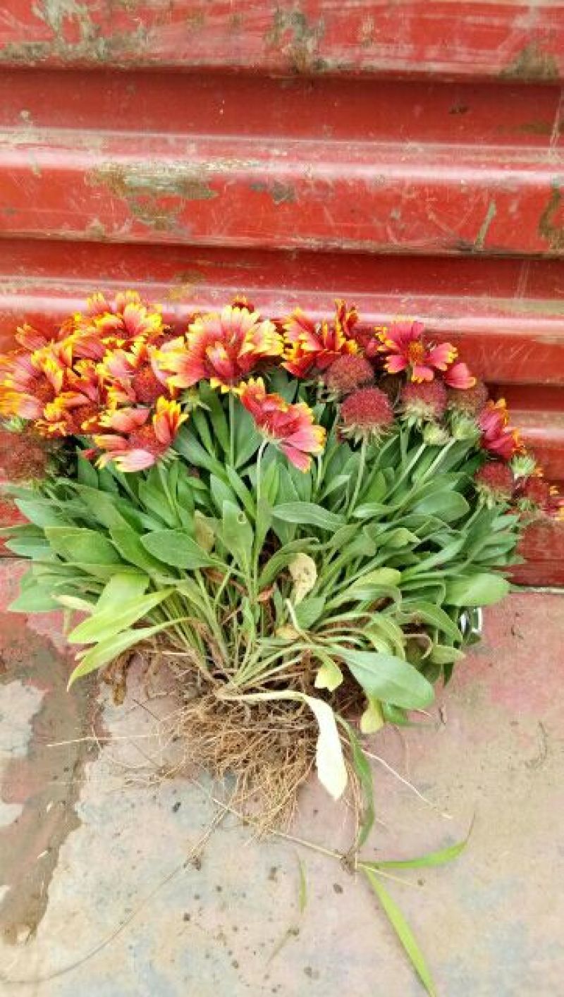 菊花苗