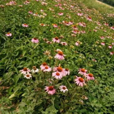 菊花种苗