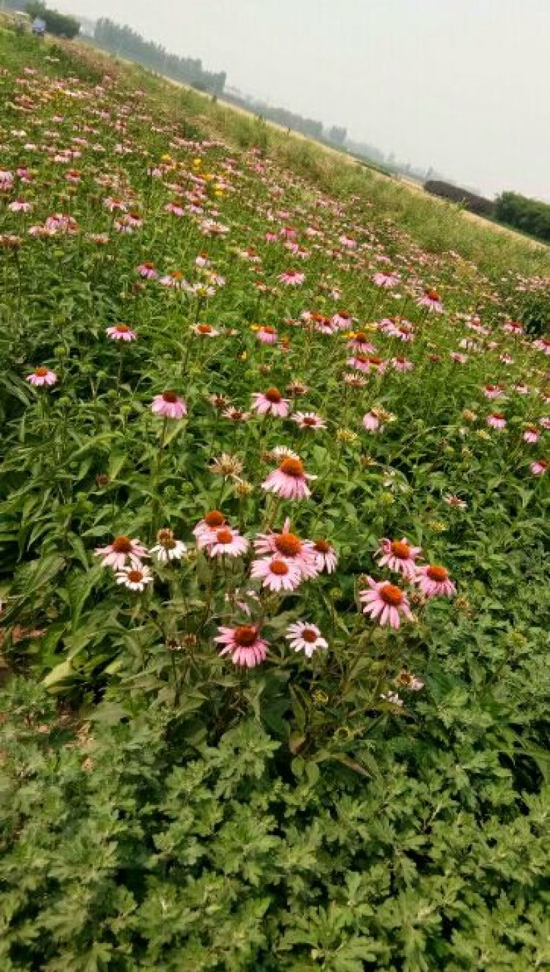 菊花种苗