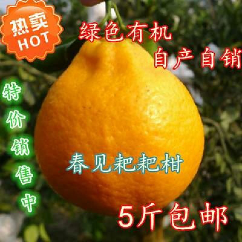 不知火柑桔7.5~8cm