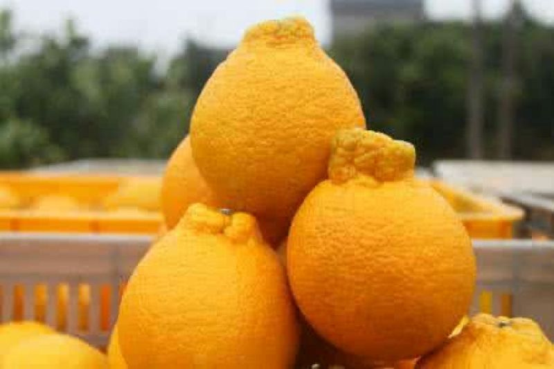 不知火柑桔7.5~8cm