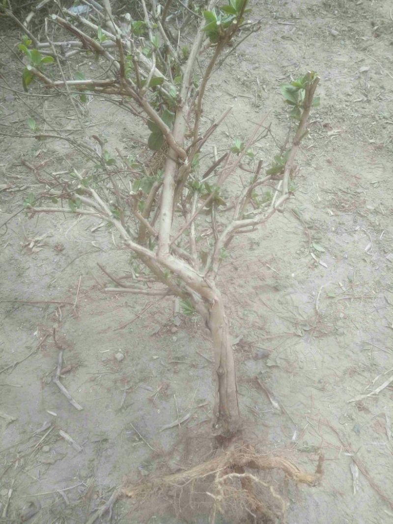 金银花1米以下