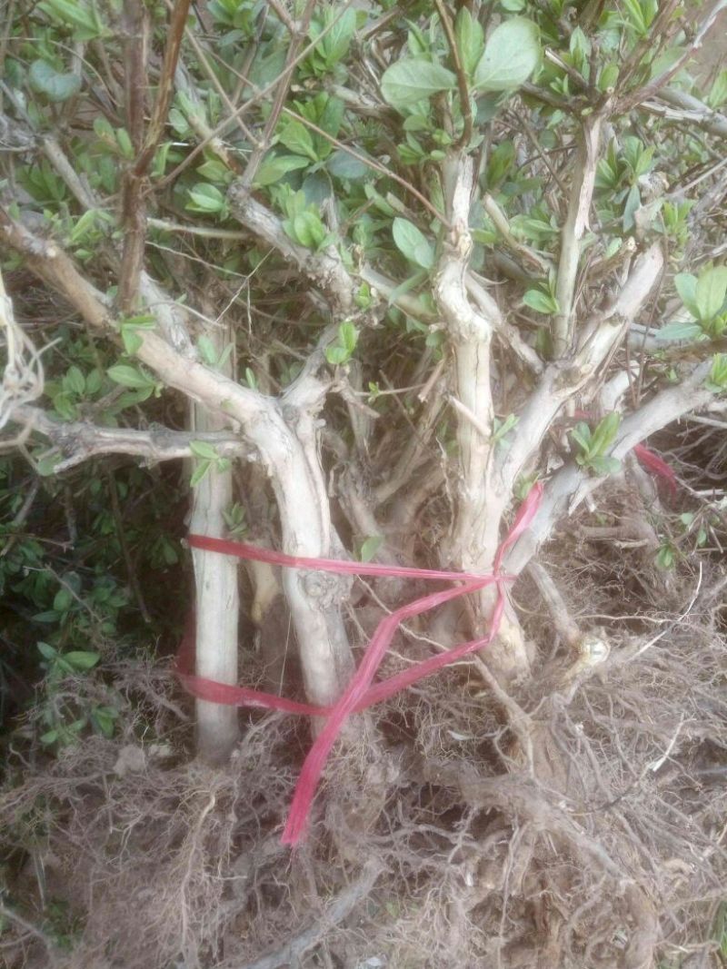 金银花1米以下