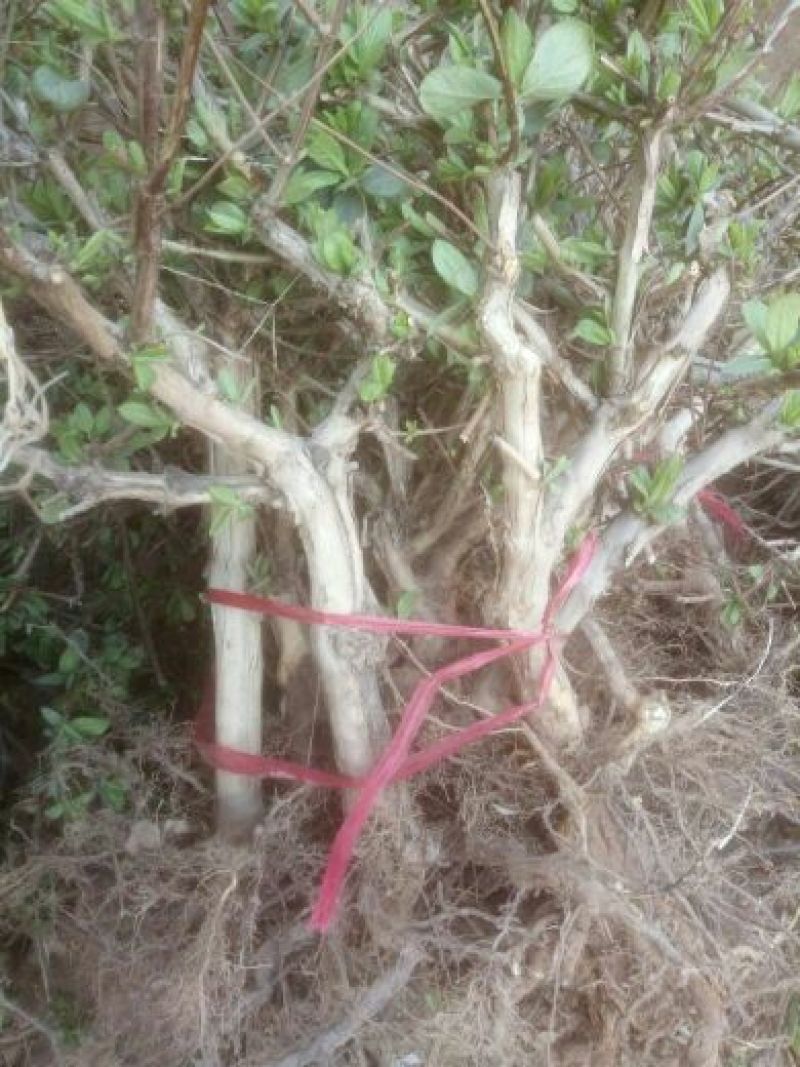 金银花1米以下