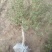 金银花1米以下