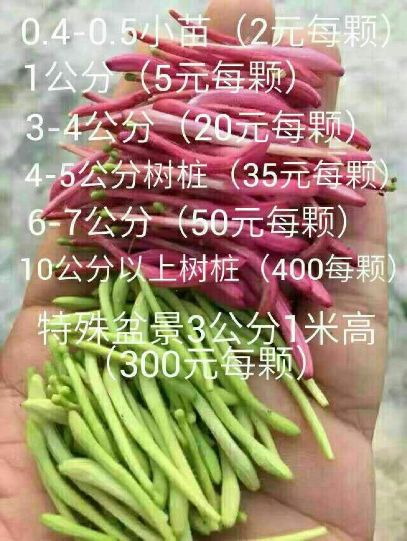 金银花1米以下