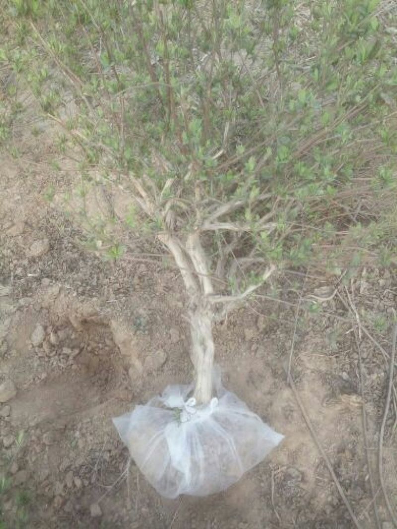 金银花1米以下