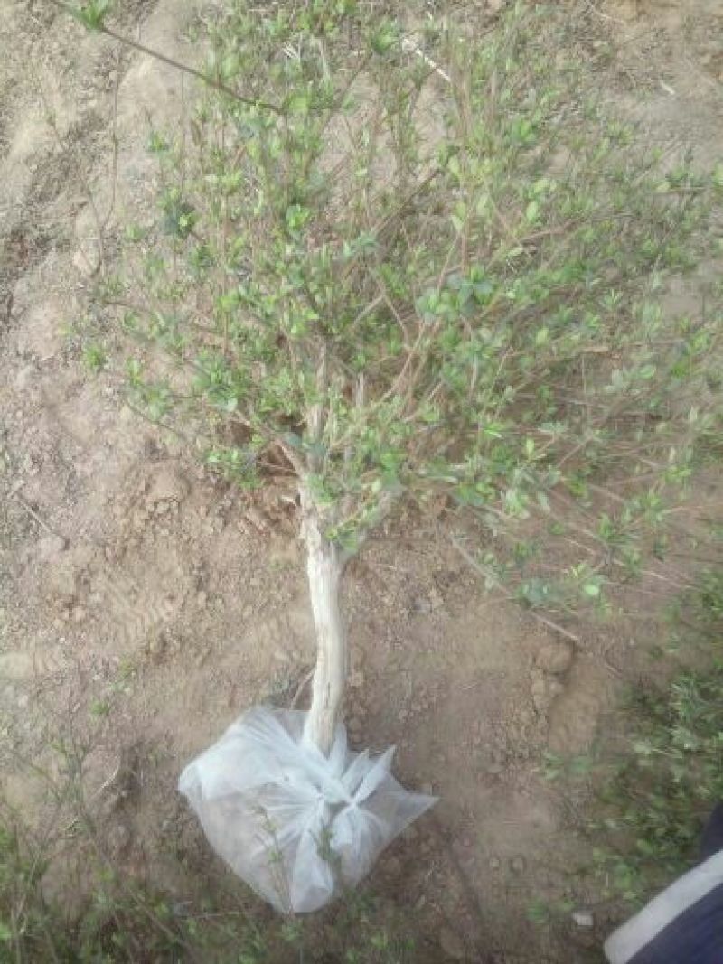 金银花1米以下