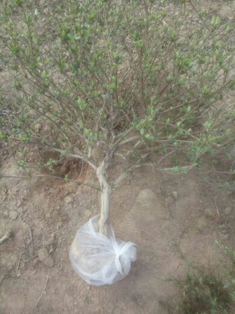 金银花1米以下
