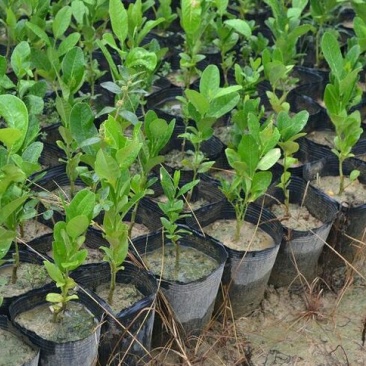 香水柠檬树苗50~80cm