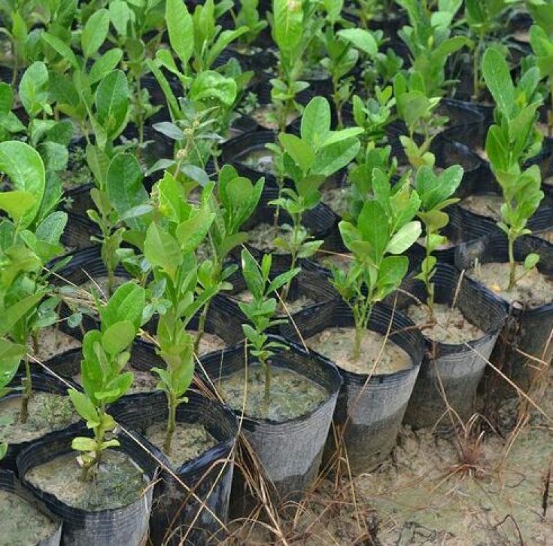 香水柠檬树苗50~80cm