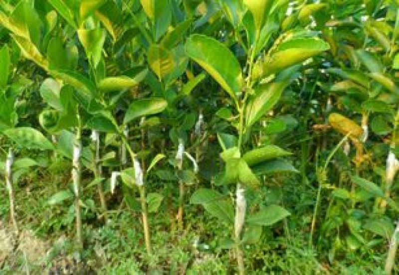 香水柠檬树苗50~80cm