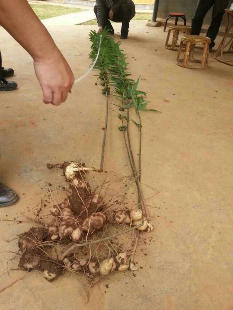 黄精滇黄精