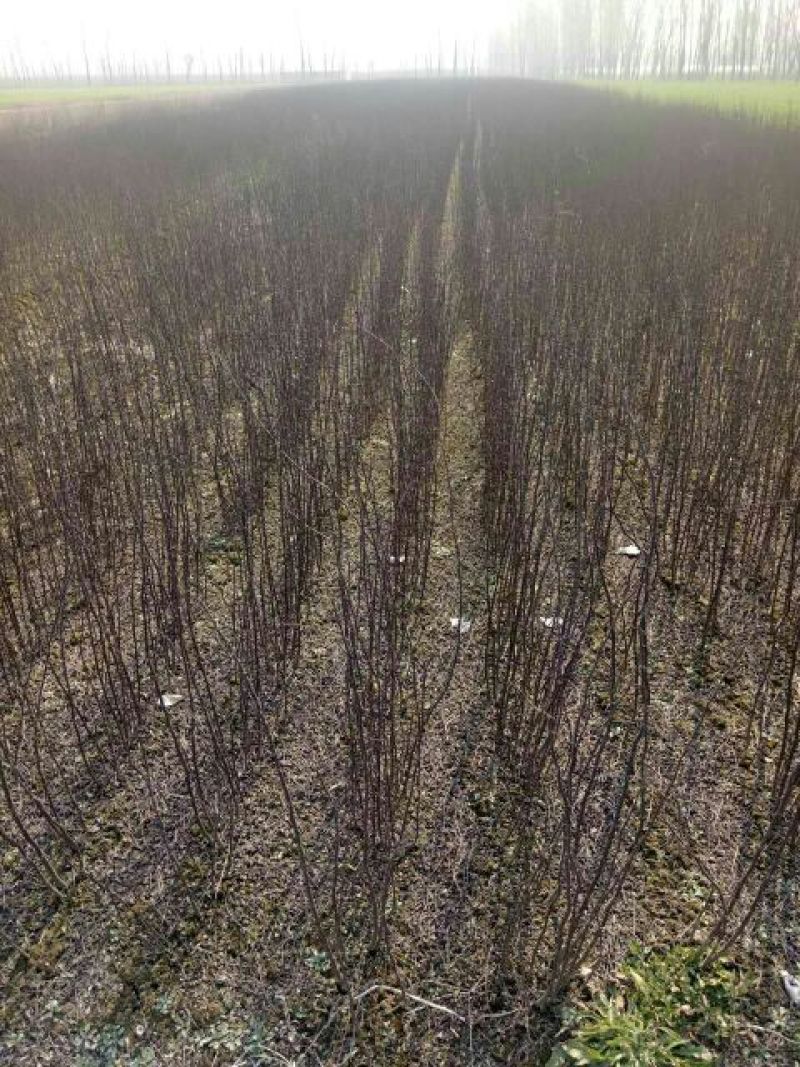 花椒苗1~2年
