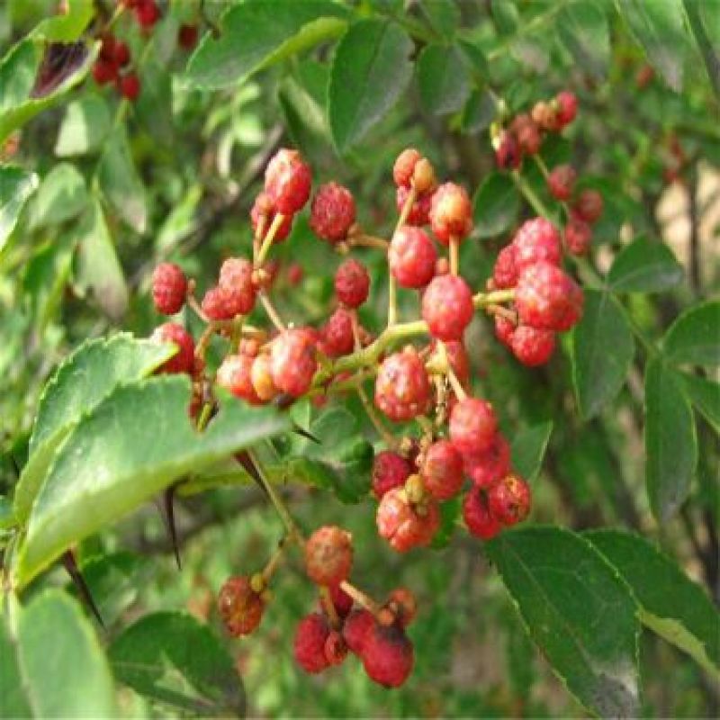 花椒苗1~2年