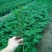 花椒苗1~2年