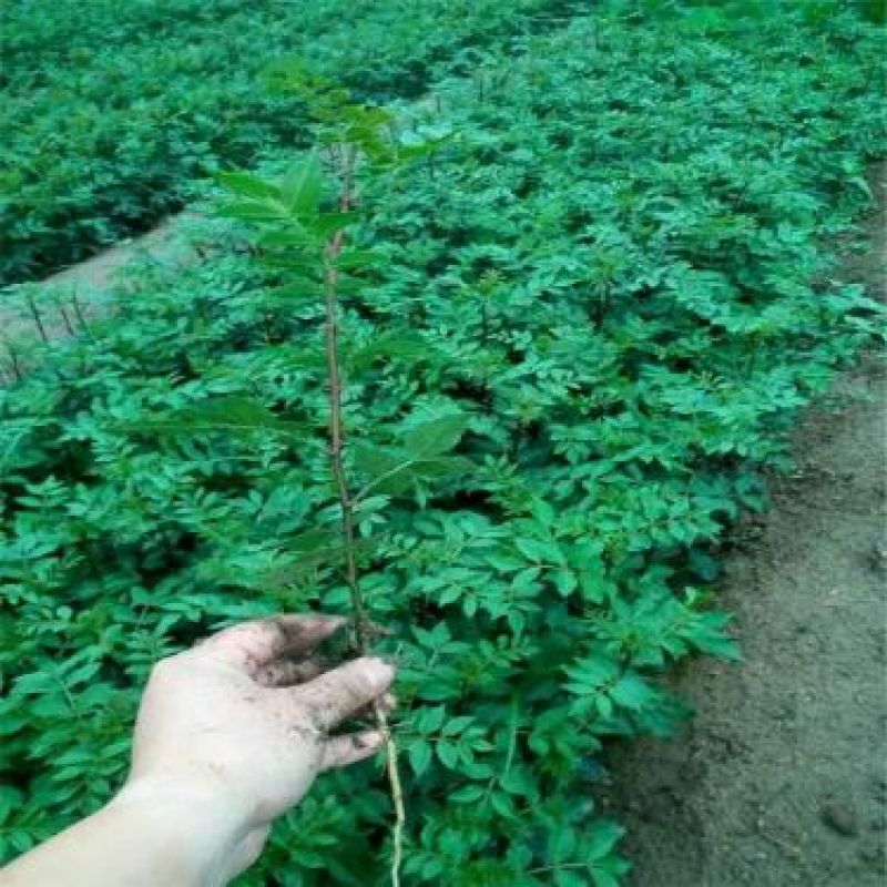 花椒苗1~2年