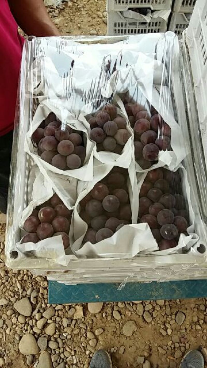 维多利亚葡萄1~2斤5%以下