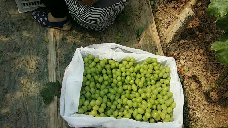 维多利亚葡萄1~2斤5%以下