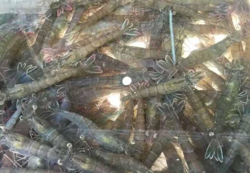 基围虾食用活虾
