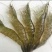 基围虾食用活虾
