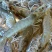 基围虾食用活虾