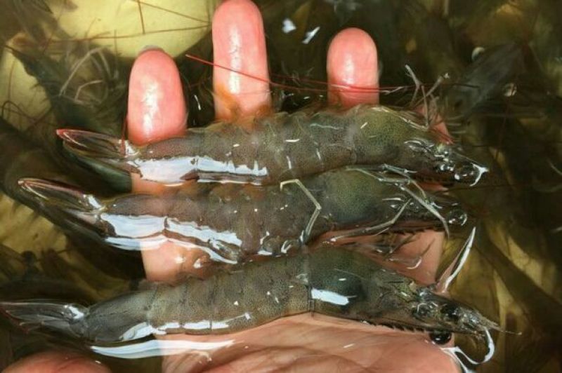 基围虾食用活虾