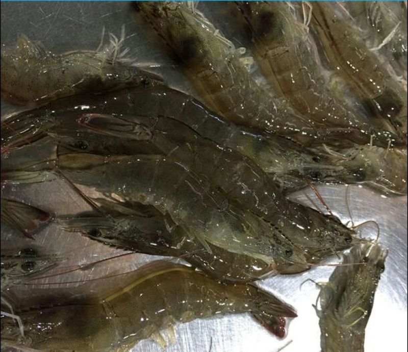 基围虾食用活虾