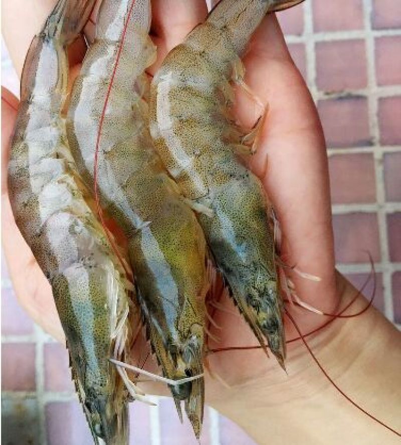 基围虾食用活虾