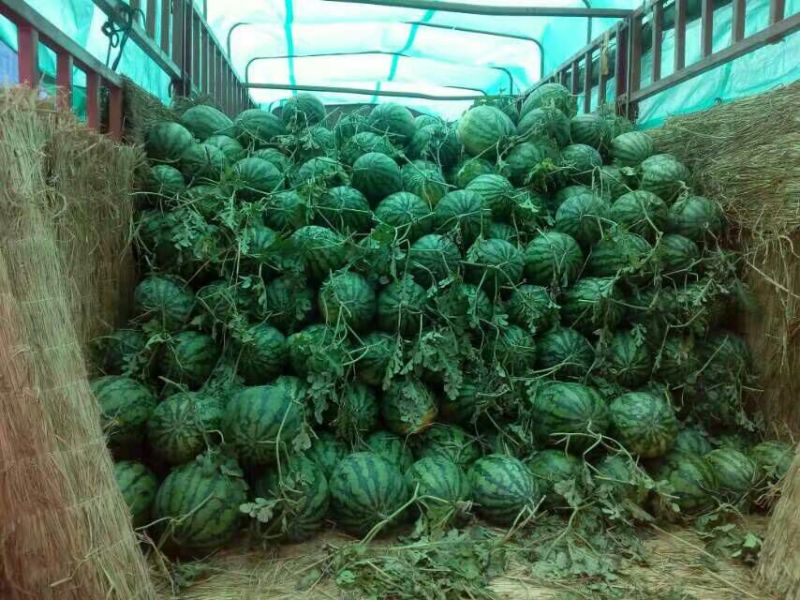 冠龙西瓜10斤打底8成熟1茬