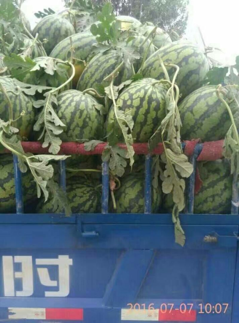 冠龙西瓜10斤打底8成熟1茬