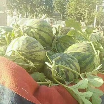 冠龙西瓜10斤打底8成熟1茬