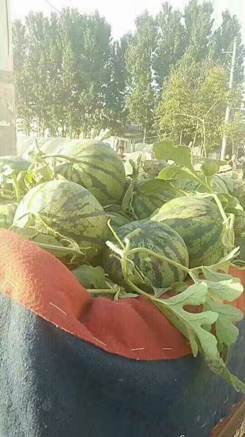 冠龙西瓜10斤打底8成熟1茬