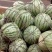 冠龙西瓜10斤打底8成熟1茬