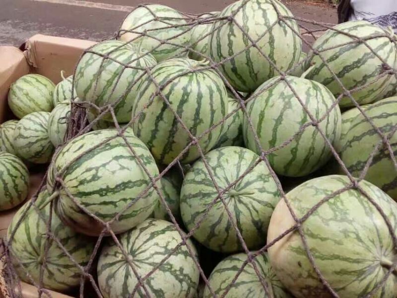 冠龙西瓜10斤打底8成熟1茬