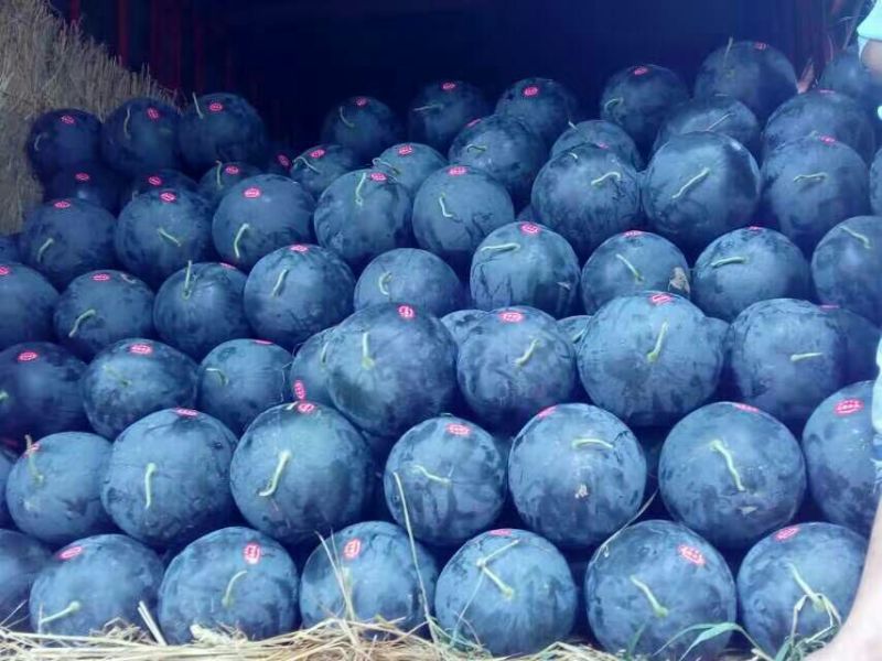 冠龙西瓜10斤打底8成熟1茬